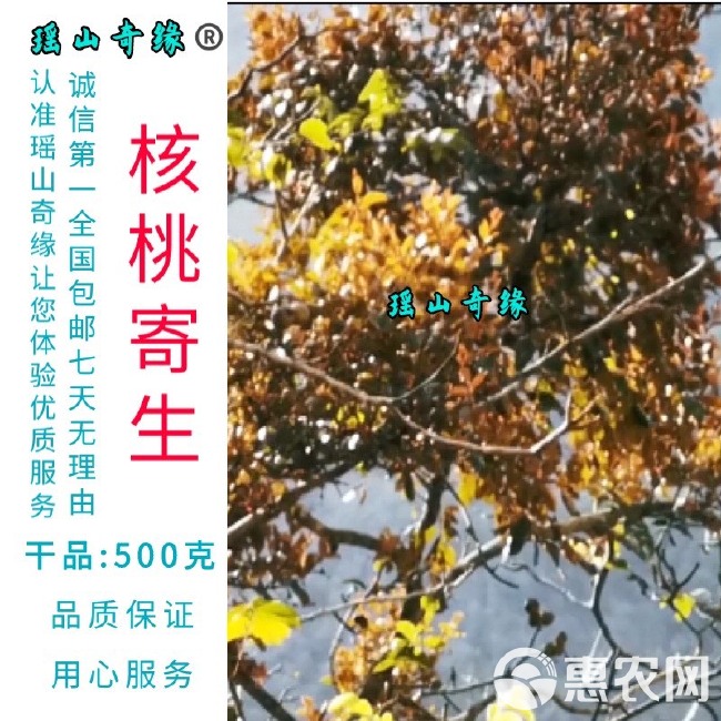 核桃寄生干品500克胡桃树寄生