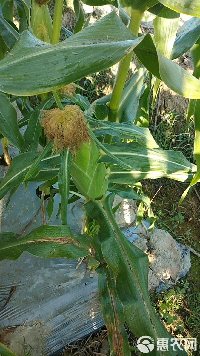 花超甜玉米又称双色鲜水果玉米，现货