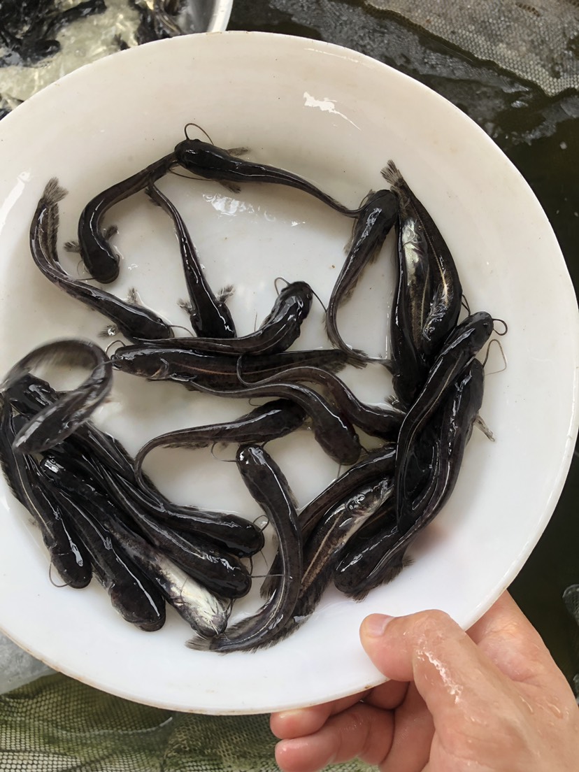 大口鯰魚苗 雜交鯰魚苗 南方大口鯰魚苗 基地直銷 鮮活直達(dá)