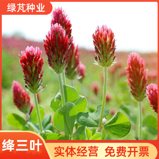 沭阳县果园绿肥种子地中海三叶草绛三叶果园花卉蜜源鸡鸭牛羊鱼牧草种子