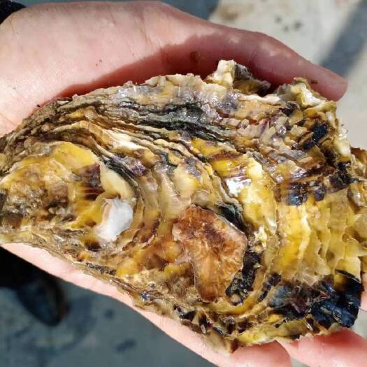 青岛二倍体牡蛎海蛎子生蚝批发