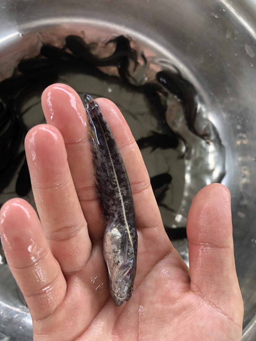 大口鯰魚苗 雜交鯰魚苗 南方大口鯰魚苗 基地直銷 鮮活直達(dá)