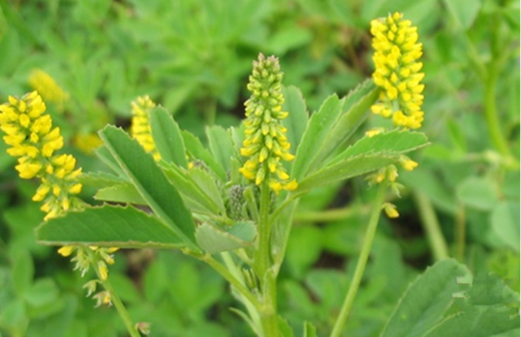 牧草种子草木樨种子黄花苜蜜源植物黄花苜蓿绿肥猪牛羊耐寒耐草籽