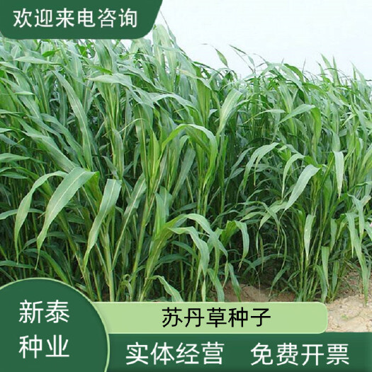 沭阳县苏丹草草籽高丹草种四季猪牛羊种子牧草喂鱼养殖再生鱼草种籽