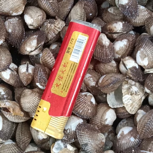 北海血蛤