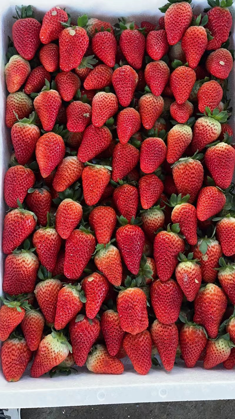 莒南县联盟2号草莓 个头大 奶油草莓 保质保量 支持全国代发
