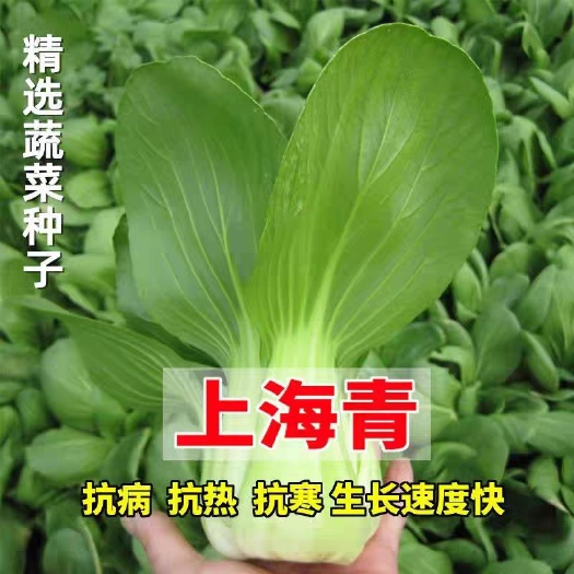 衡阳上海青种子四季常青上海青种子小白菜种子北方油菜种子蔬菜