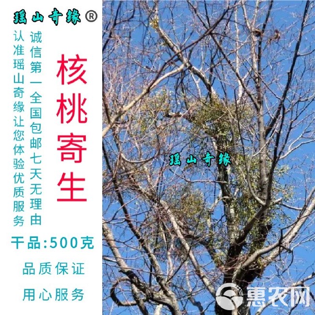 核桃寄生干品500克胡桃树寄生