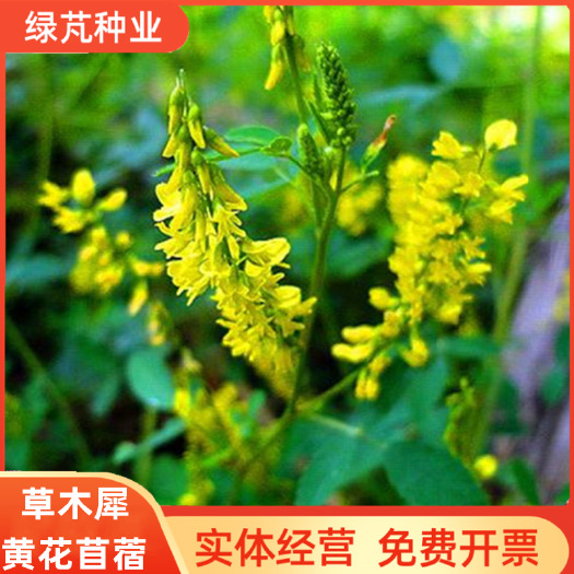 牧草种子草木樨种子黄花苜蜜源植物黄花苜蓿绿肥猪牛羊耐寒耐草籽