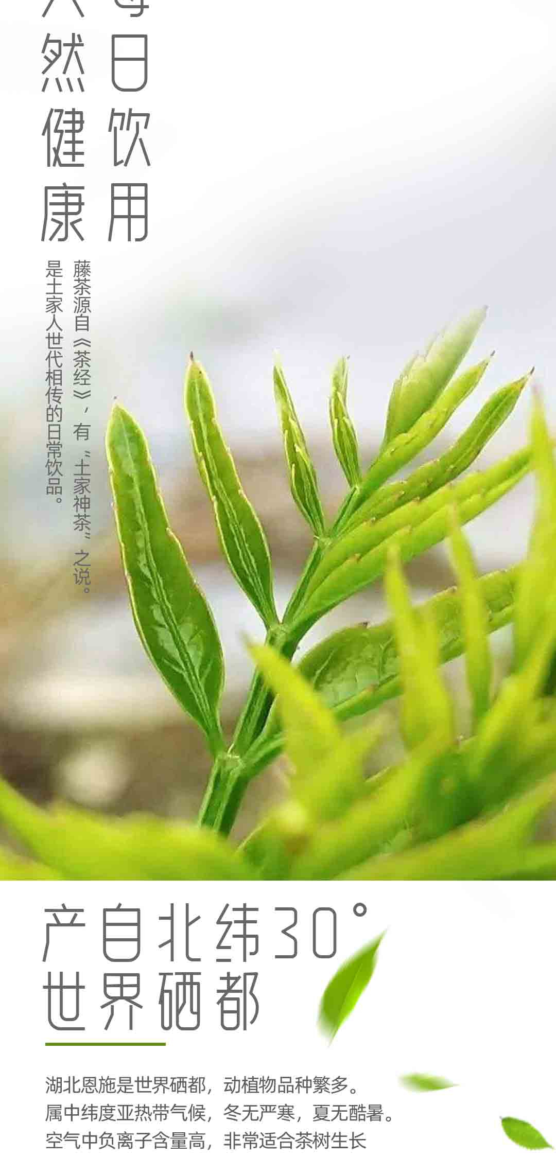 恩施藤茶2022龙须芽尖莓茶润喉茶硒都天然调理茶250g