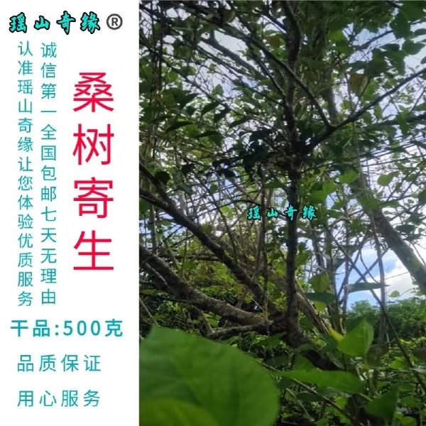 桑树寄生干品500克桑葚寄生桑寄生