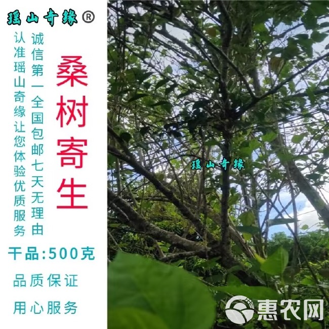 桑树寄生干品500克桑葚寄生桑寄生