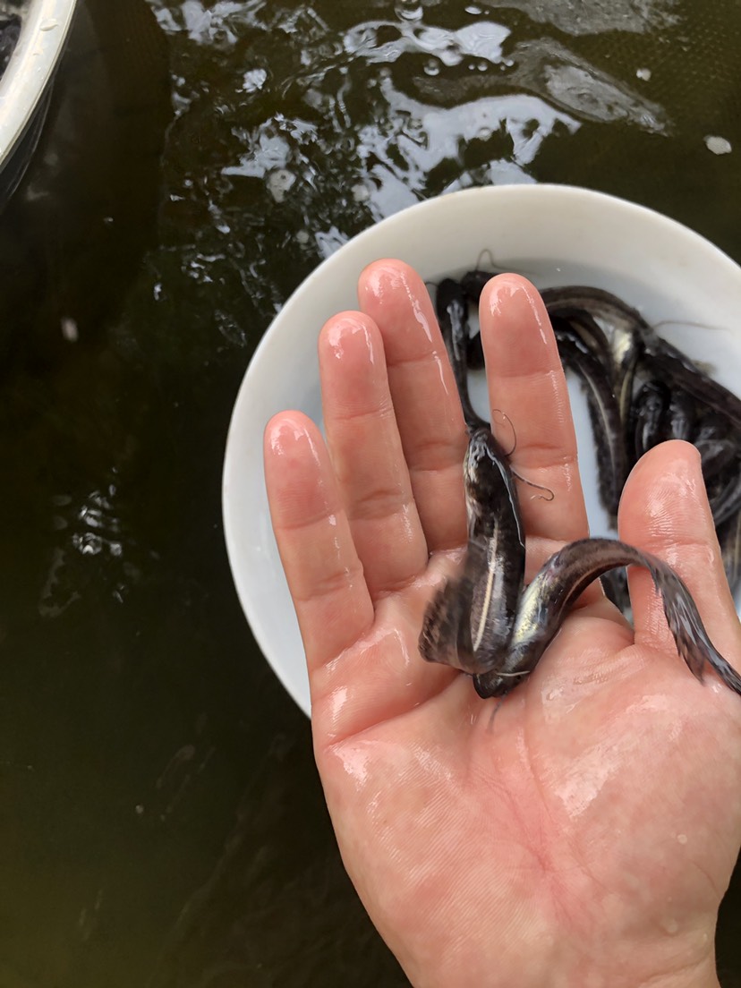 大口鯰魚苗 雜交鯰魚苗 南方大口鯰魚苗 基地直銷 鮮活直達(dá)