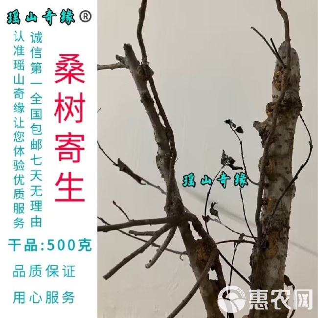 桑树寄生干品500克桑葚寄生桑寄生