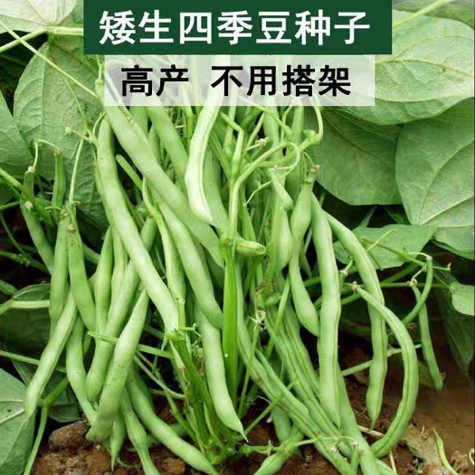 矮生四季豆种子不打架子四季豆无架四季豆种子
