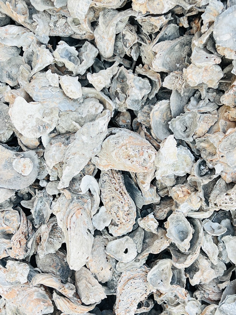 北海熟牡蛎壳 煅烧牡蛎壳 整车出售价格优惠
