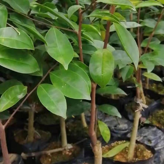 灵山县奇楠沉香苗