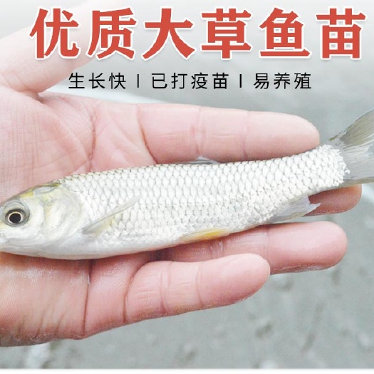 优质草鱼苗，包技术指导，基地直供送货上门货到付款