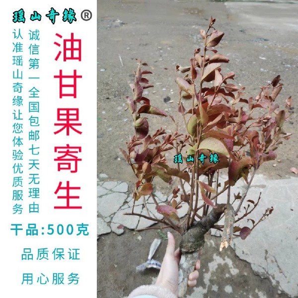 油甘果寄生干品500克余甘果寄生牛甘子寄生