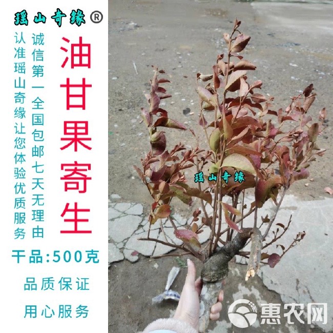 油甘果寄生干品500克余甘果寄生牛甘子寄生