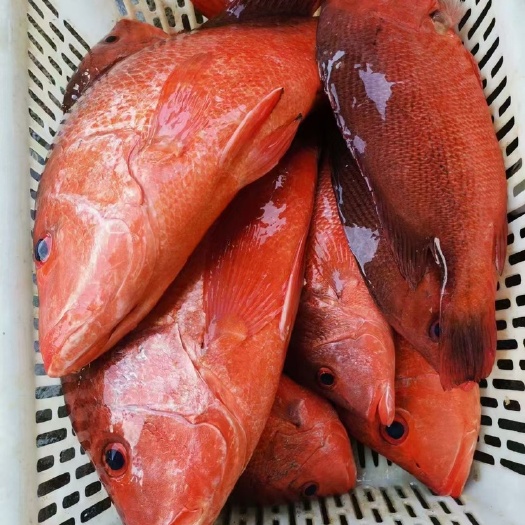 红鸡