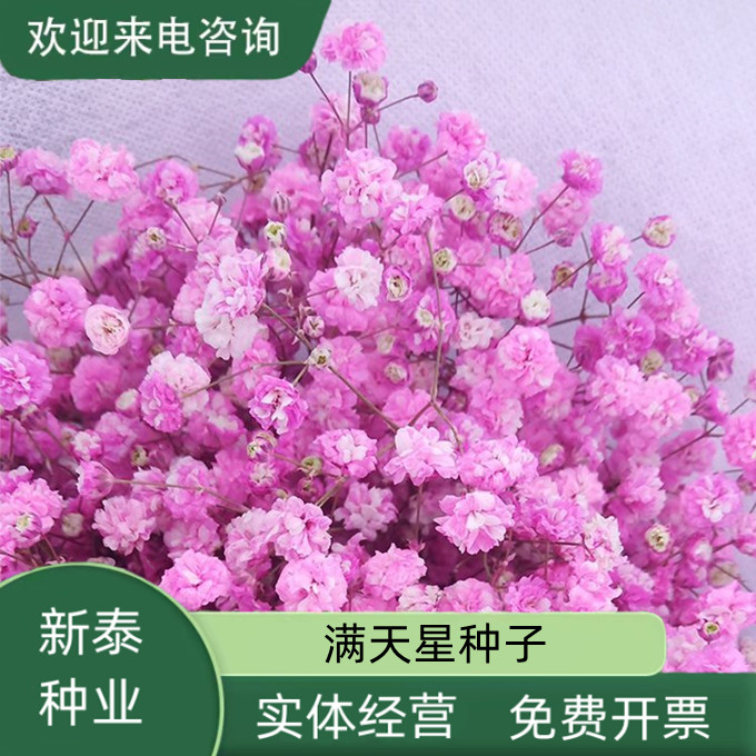 沭阳县满天星种子吉普赛满天星种子繁星满天星种子群星满天星种子切花籽