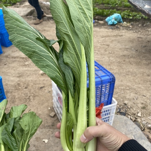 连州市菜苔，迟菜心
