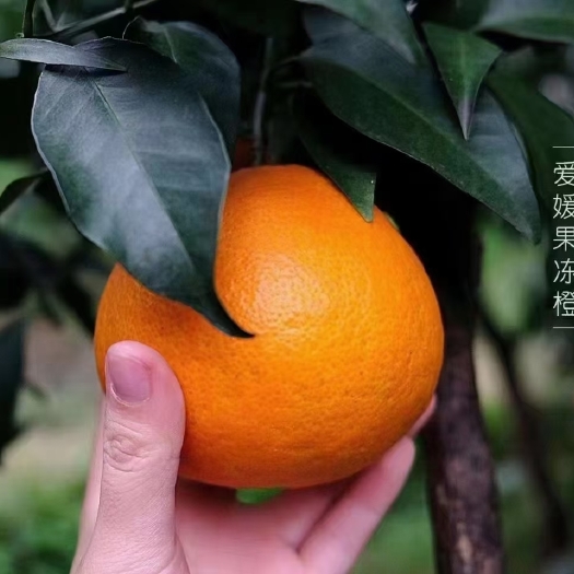 丹棱县爱媛果冻橙