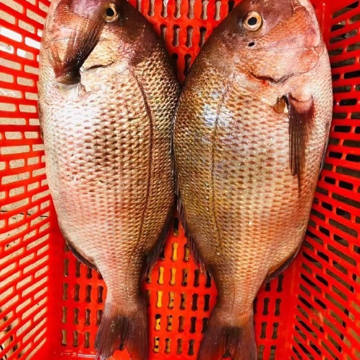 广州真鲷
