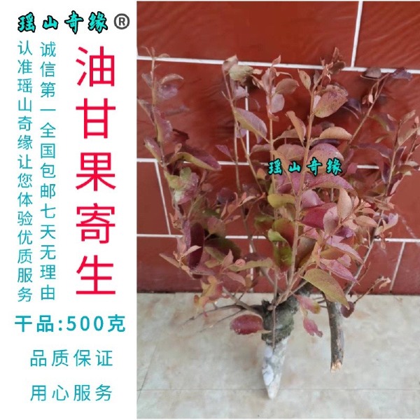 油甘果寄生干品500克余甘果寄生牛甘子寄生