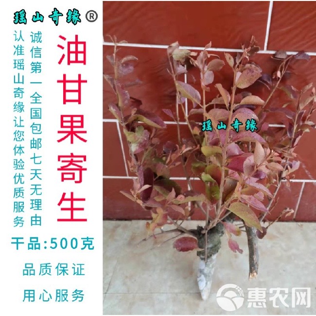 油甘果寄生干品500克余甘果寄生牛甘子寄生