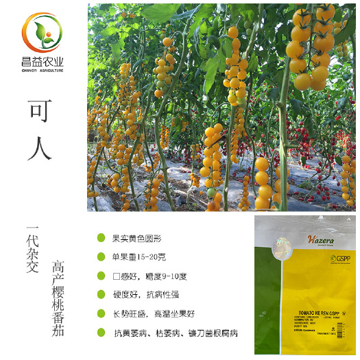 海泽拉可人黄色樱桃番茄种籽以色列黄色串收圆形小番茄种子