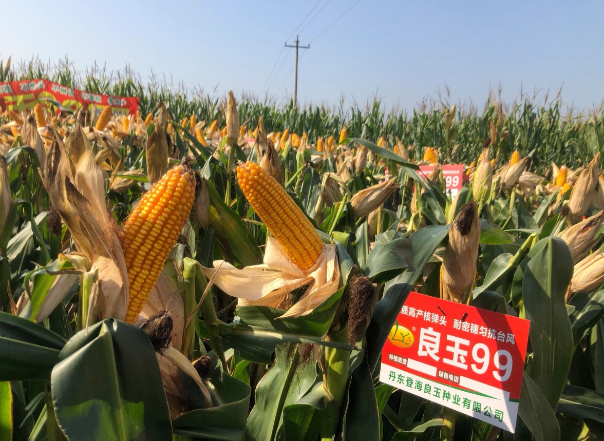 良玉99（登海种业供种）：强抗倒、抗病、结实性好、适应广