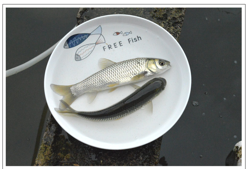 出售草鱼苗，送货上门保质保量包技术指导