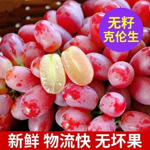 辛集市河北克伦生葡萄，产地直发，一手货源，欢迎朋友前来实地看货订货