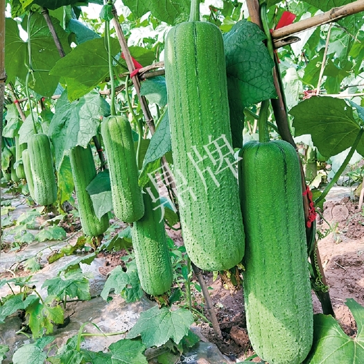 夏邑县鼎牌胖胖1号肉丝瓜种子，早熟绿皮短棒型，果肉厚实，