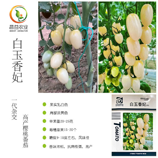 寿光市白玉香妃樱桃番茄种籽 百斯特特色圣女果种子乳白色小西红柿种子