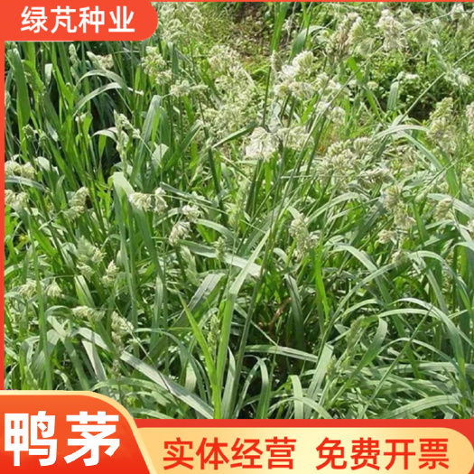 鸭茅种子鸭茅草种子林间耐阴热寒果园草种猪牛羊鸡鸭鹅鱼牧草种籽
