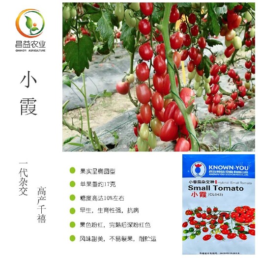 寿光市农友小霞千禧樱桃番茄种子籽 粉红色椭圆形圣女果小西红柿种子籽