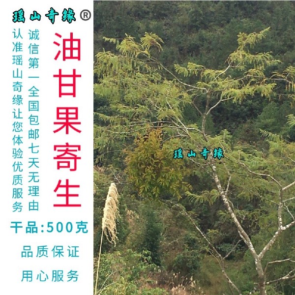 油甘果寄生干品500克余甘果寄生牛甘子寄生