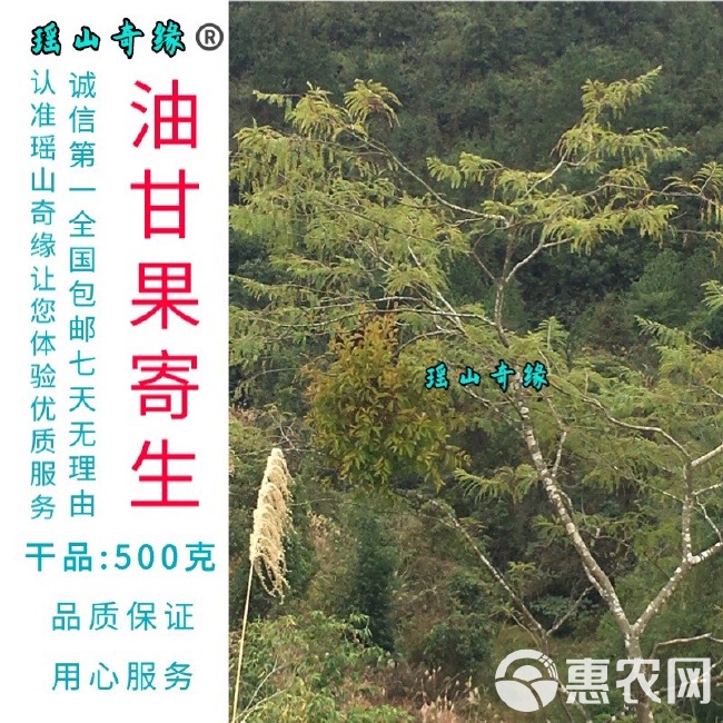 油甘果寄生干品500克余甘果寄生牛甘子寄生