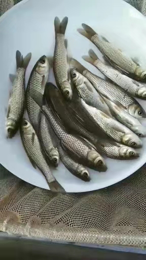 出售草鱼苗，送货上门保质保量包技术指导