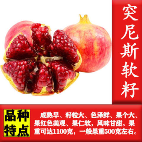 平邑县软籽石榴树苗嫁接苗易成活易管理阳台庭院南北方都可种植现挖现发