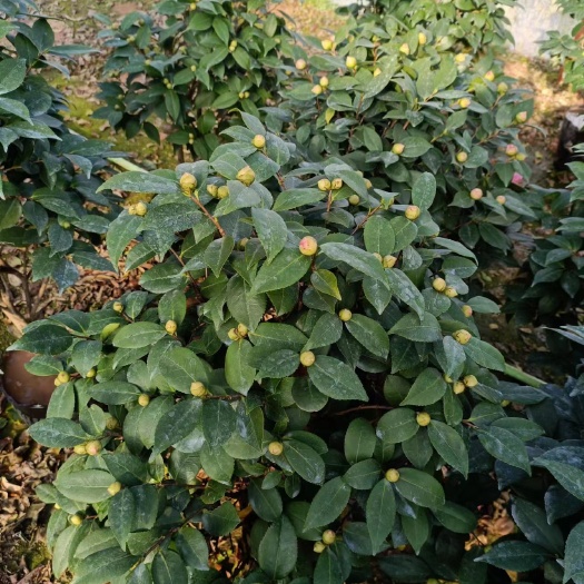 漳平市茶花