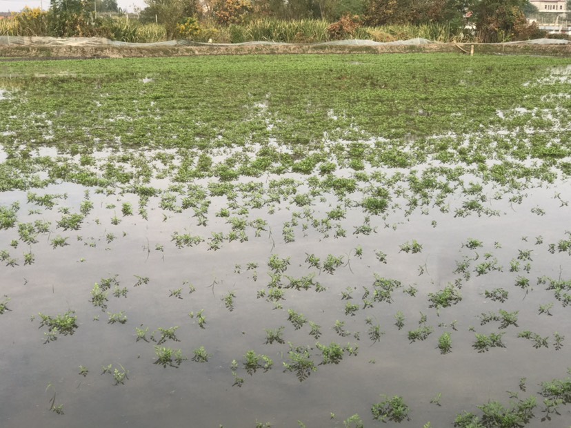 水芹菜专业批发 诚信合作 互相发财 感谢有你！