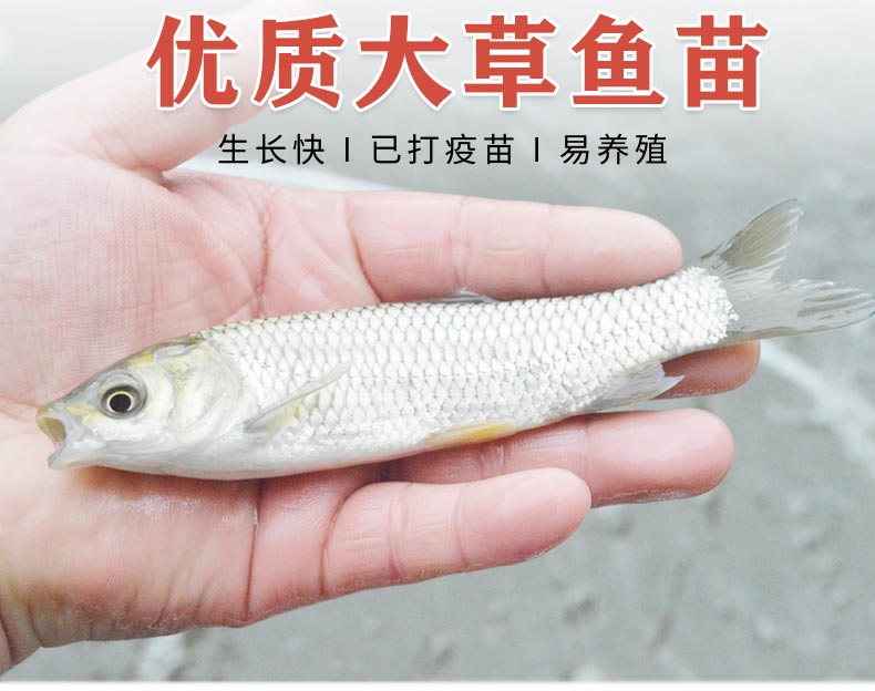 出售草鱼苗，送货上门保质保量包技术指导