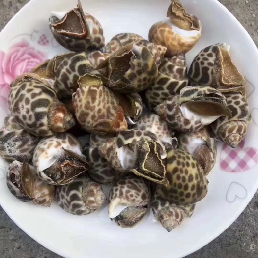 上海花螺