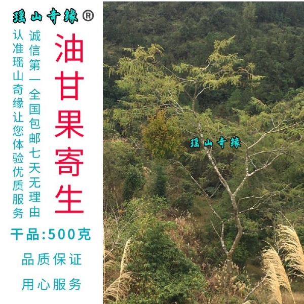 油甘果寄生干品500克余甘果寄生牛甘子寄生