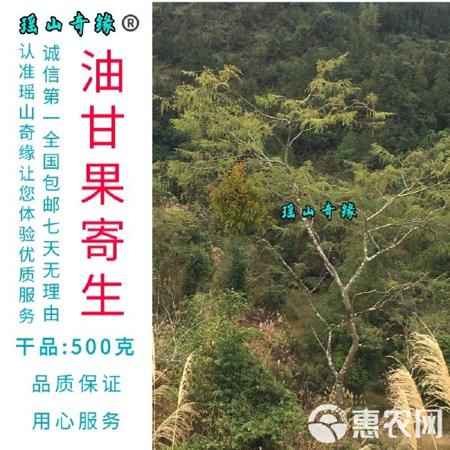 油甘果寄生干品500克余甘果寄生牛甘子寄生