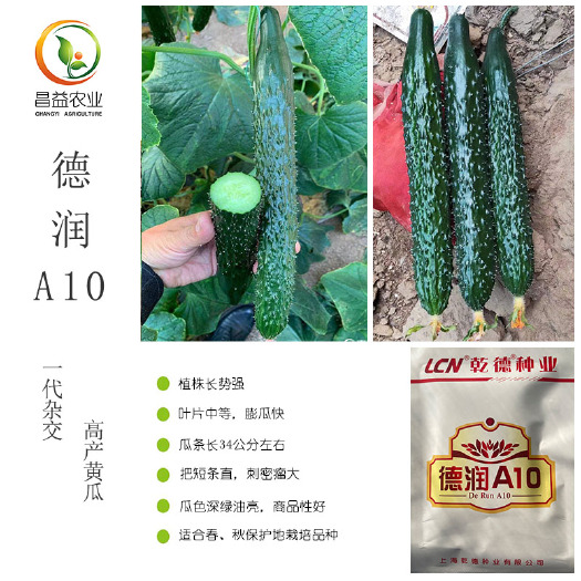 寿光市乾德德润A10黄瓜种籽 强雌油亮密刺大刺瘤春秋黄瓜种子嫁接黄